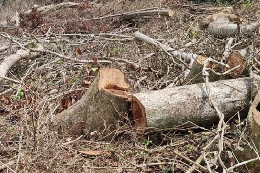 Hiện trường vụ phá rừng. Ảnh: A.T