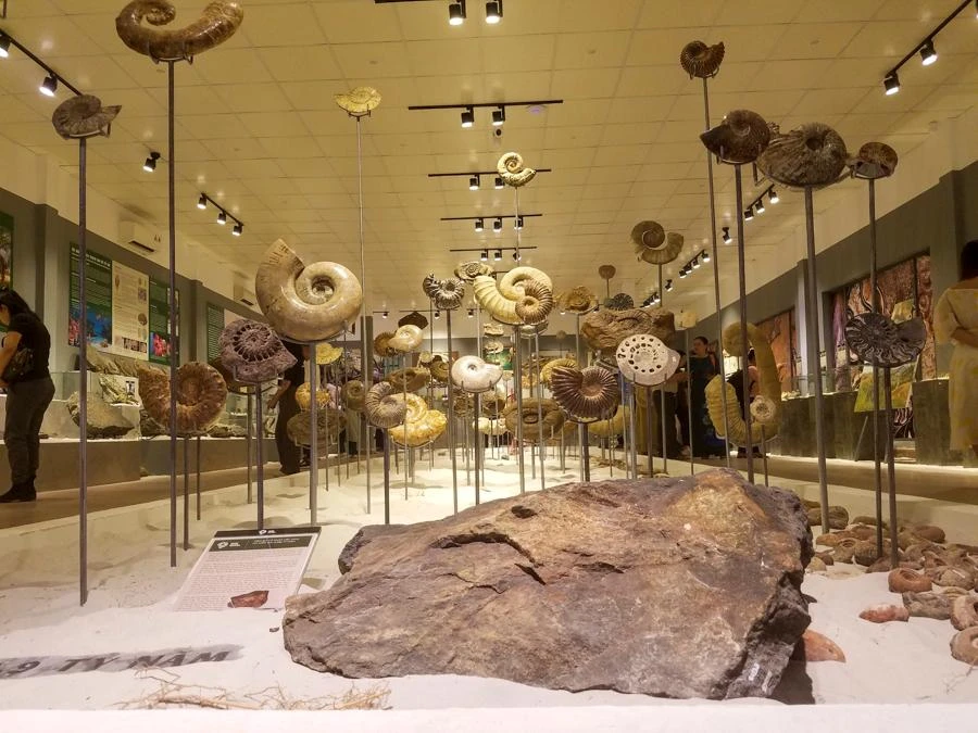 Bảo tàng Hóa thạch Hà Nội kết hợp với Trung tâm Bảo tồn Di tích Cố đô Huế đang tổ chức triển lãm "Hóa thạch - Hành trình khám phá nguồn gốc sự sống trên trái đất". Triển lãm được khai mạc đúng vào dịp diễn ra Tuần lễ Festival Huế 2022.