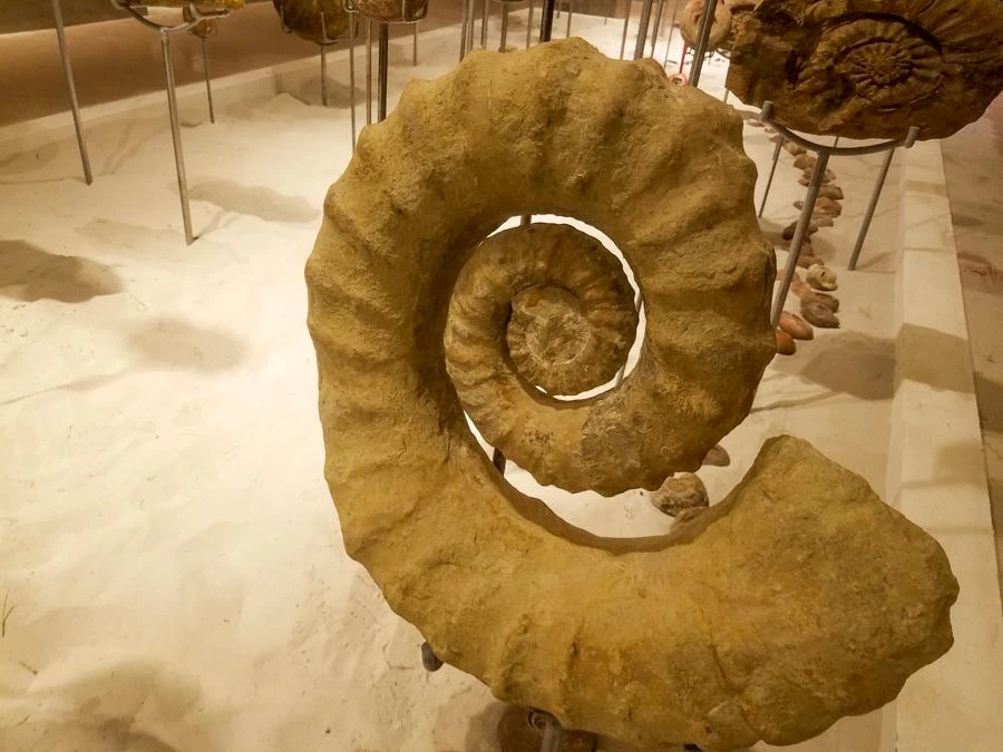 GS.TS Tạ Hòa Phương, Chủ tịch Hội Cổ sinh - Địa tầng Việt Nam chia sẻ: "Những bảo tàng có sưu tập cổ sinh trên thế giới đã có mặt cách đây khoảng 200 năm. Bảo tàng Hóa thạch Hà Nội hiện là bảo tàng hóa thạch đầu tiên và duy nhất ở Việt Nam, có sứ mệnh sưu tầm, gìn giữ cho hôm nay và mai sau một dạng tài nguyên thiên nhiên đặc biệt của đất nước: những hóa thạch - dấu tích của sự sống trên đất nước ta hàng trăm triệu năm trước".