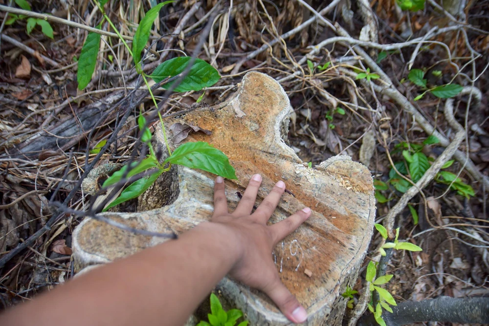 Những gốc cây có đường kính khá lớn bị đốn hạ. Ảnh: NGUYỄN DO