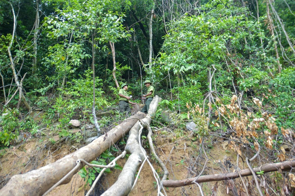 Nhiều cây rừng bị đốn hạ. Ảnh: NGUYỄN DO