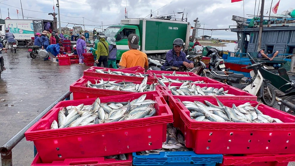 Chuyến biển này nhiều tàu của ngư dân trúng nhiều cá. Hiện các thương lái khẩn trương thu mua dự trữ cho việc cung cấp ra thị trước thời điểm trước và sau bão.