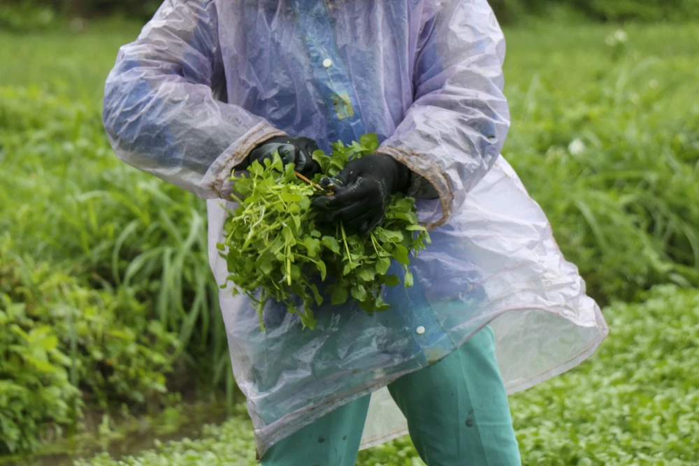 Năm nay thời tiết thuận lợi nên nhiều hộ dân được mùa rau xà lách xoong với giá cao.