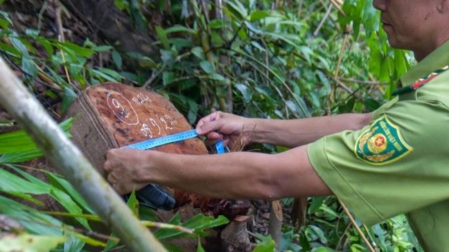 Lực lượng kiểm lâm kiểm tra một vụ phá rừng trên địa bàn tỉnh Quảng Trị vào năm 2022. Ảnh: NGUYỄN DO Lực lượng kiểm lâm kiểm tra một vụ phá rừng trên địa bàn tỉnh Quảng Trị vào năm 2022. Ảnh: NGUYỄN DO