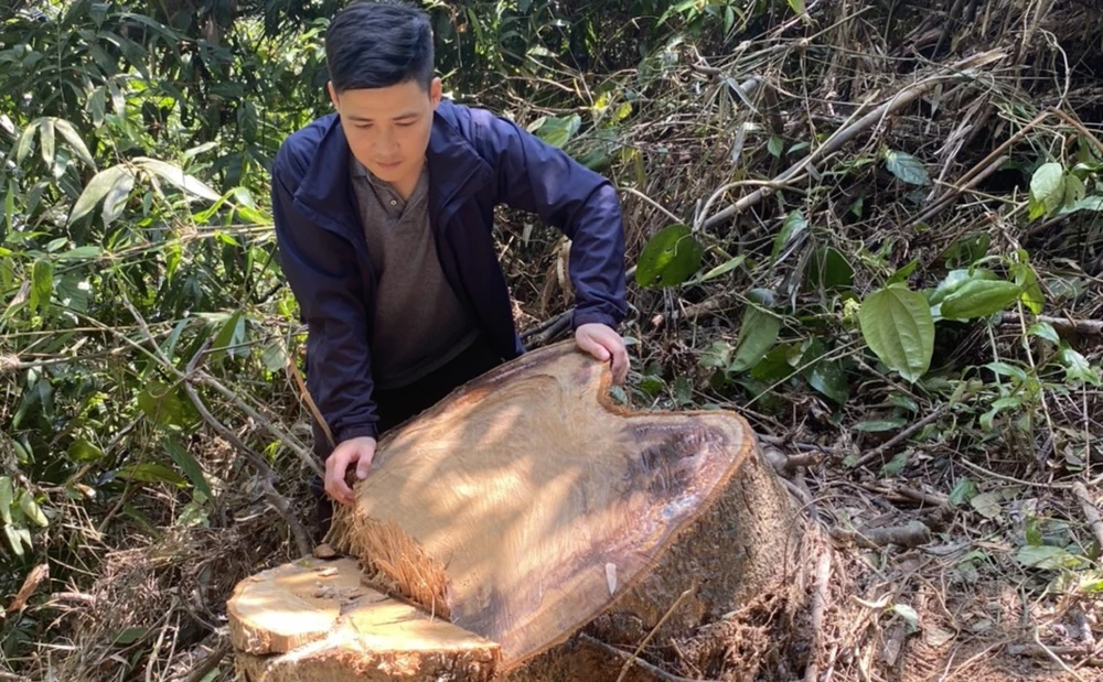 Cây rừng bị chặt phá. Ảnh: C.TUẤN