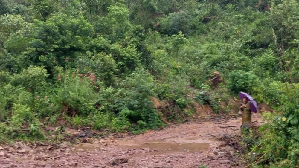 Khu vực rừng tại xã Phong Mỹ, huyện Phong Điền.