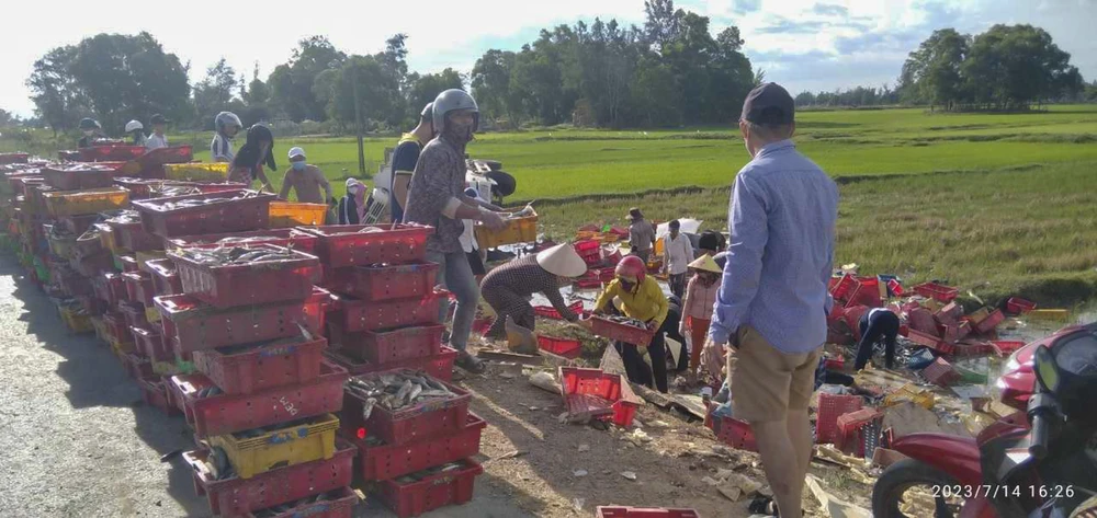 Người dân thu gom cá giúp tài xế. Ảnh: BT