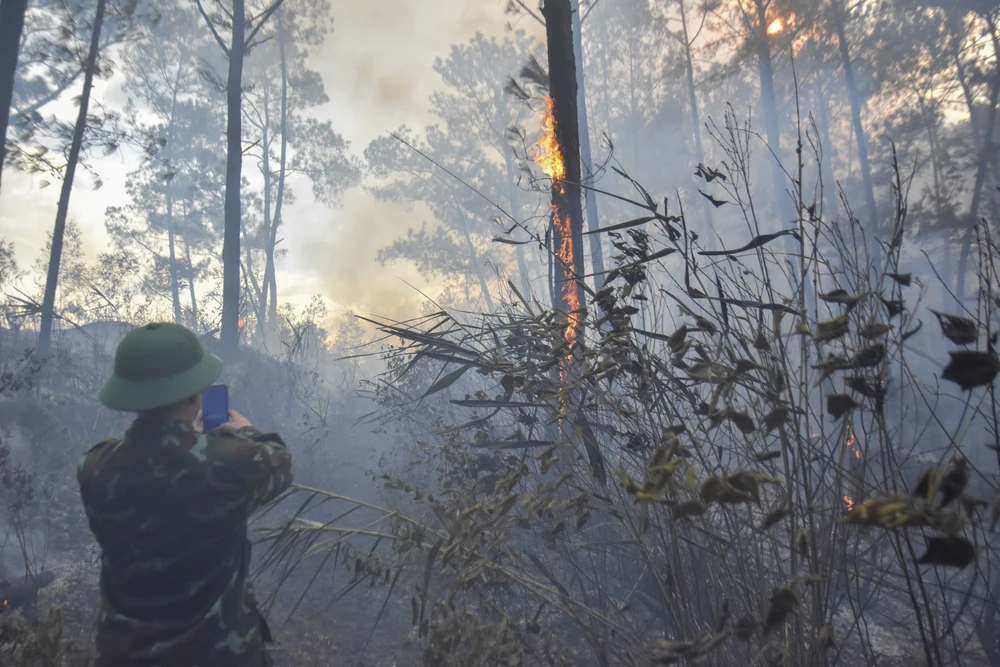 Nhiều cây thông to bị cháy. Ảnh: NGUYỄN DO