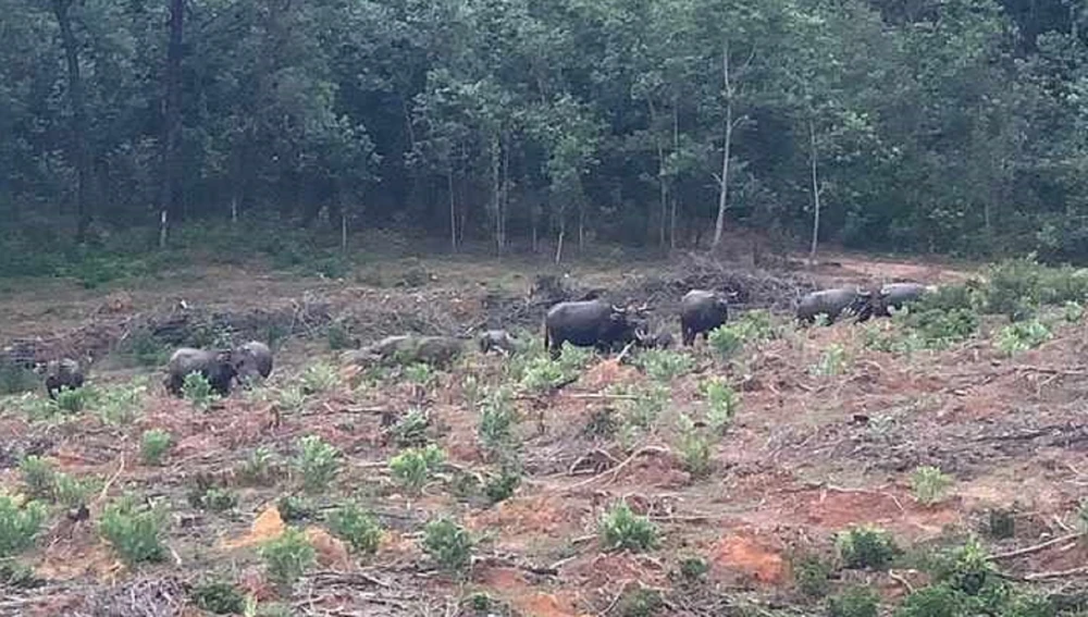 Đàn trâu hoang xuất hiện tại khu vực Phường 3, TP Đông Hà. Ảnh: BT