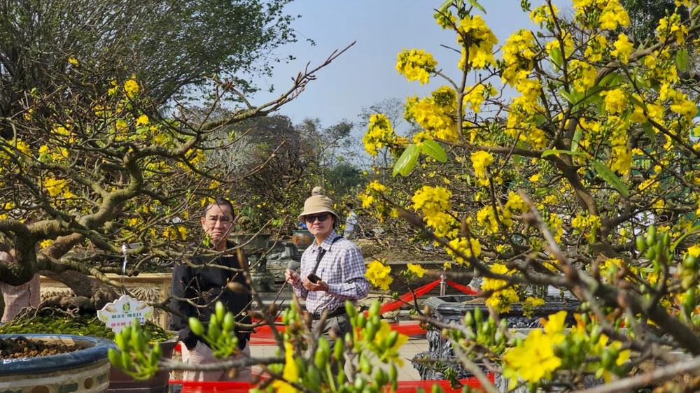 Ngắm những gốc mai huế