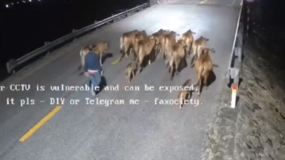 12 con bò bị lùa đi trong đêm