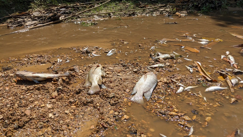 Cá chết ở khe Rào Trường