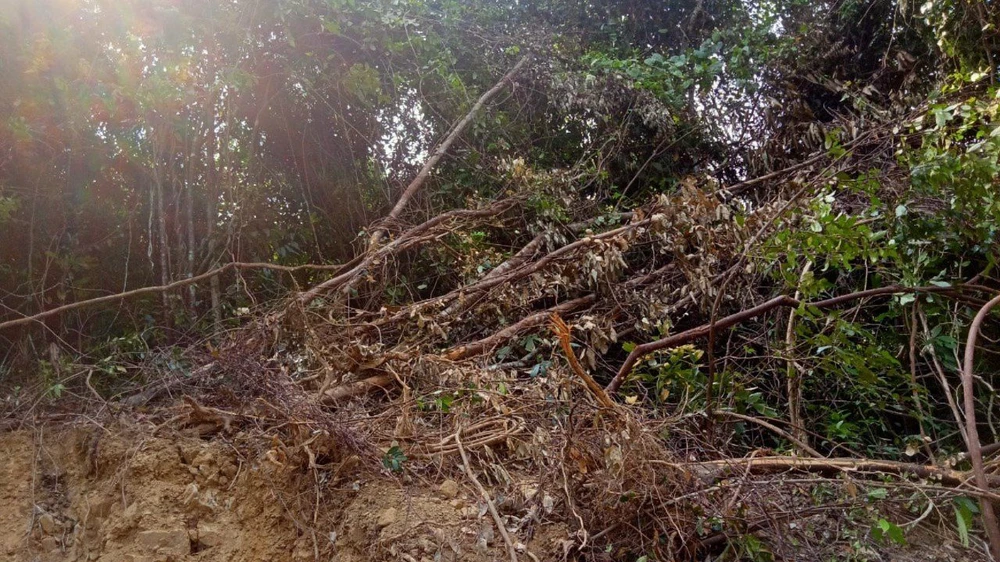 Gây thiệt hại rừng tự nhiên