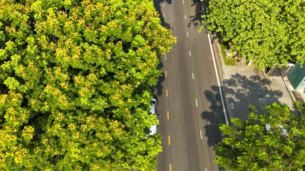 Hoa điệp vàng khoe sắc trên đất cố đô