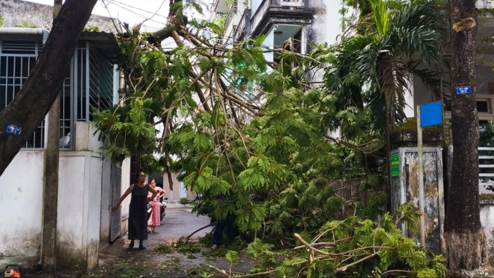 cay-do-gay-nha-cua-o-hue-hu-hong-sau-tran-dong-loc (2).jpg