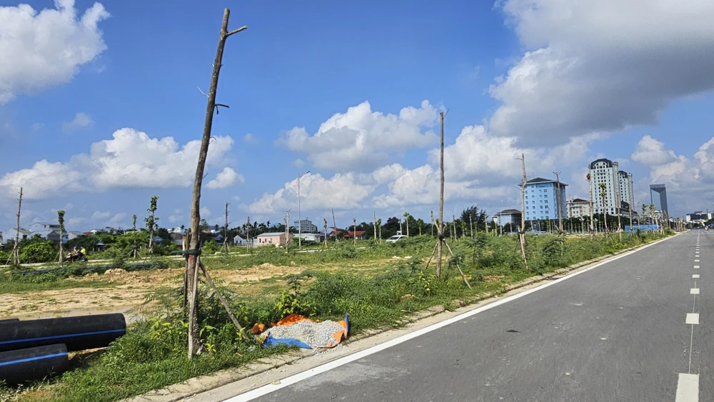 Nhiều cây xanh thuộc dự án đô thị xanh bị chết