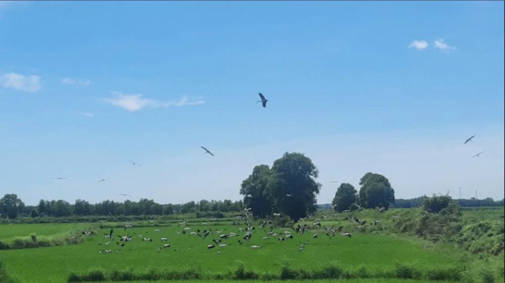 Đàn cò nhạn quý hiếm