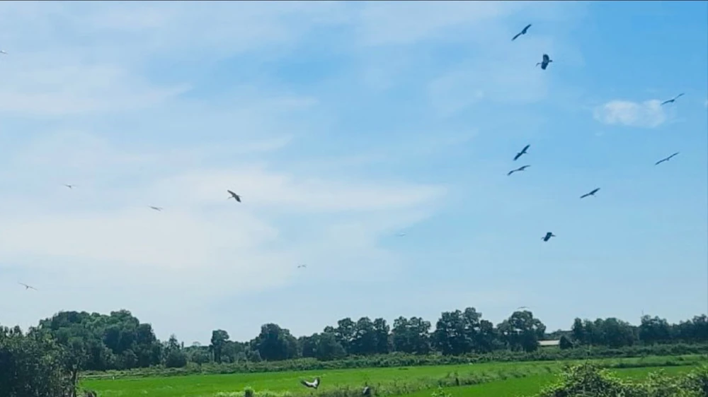 dan-co-nhan-quy-hiem-xuat-hien-tren-canh-dong-o-quang-tri (2).jpg