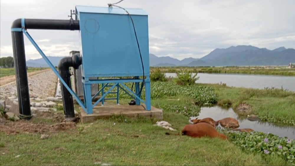 4 con bò bị điện giật chết