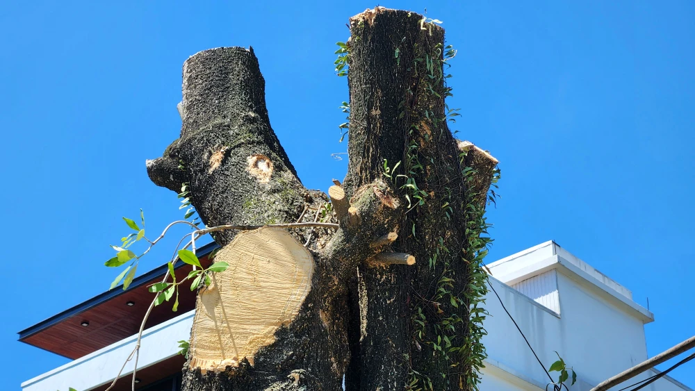 vi-sao-hang-loat-cay-xanh-o-tp-dong-ha-bi-don-ha (12).jpg