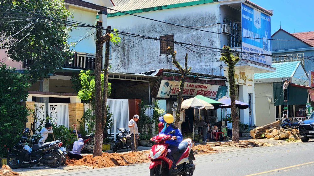 vi-sao-hang-loat-cay-xanh-o-tp-dong-ha-bi-don-ha (14).jpg