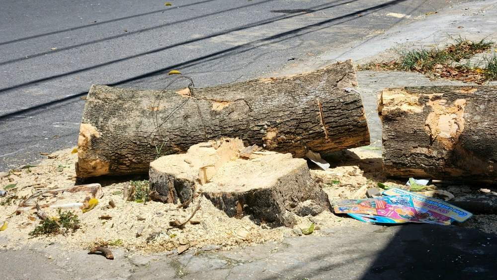 vi-sao-hang-loat-cay-xanh-o-tp-dong-ha-bi-don-ha (16).jpg