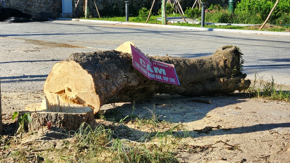 vi-sao-hang-loat-cay-xanh-o-tp-dong-ha-bi-don-ha (9).jpg