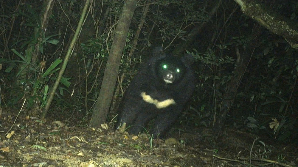 gấu ngựa quý hiếm