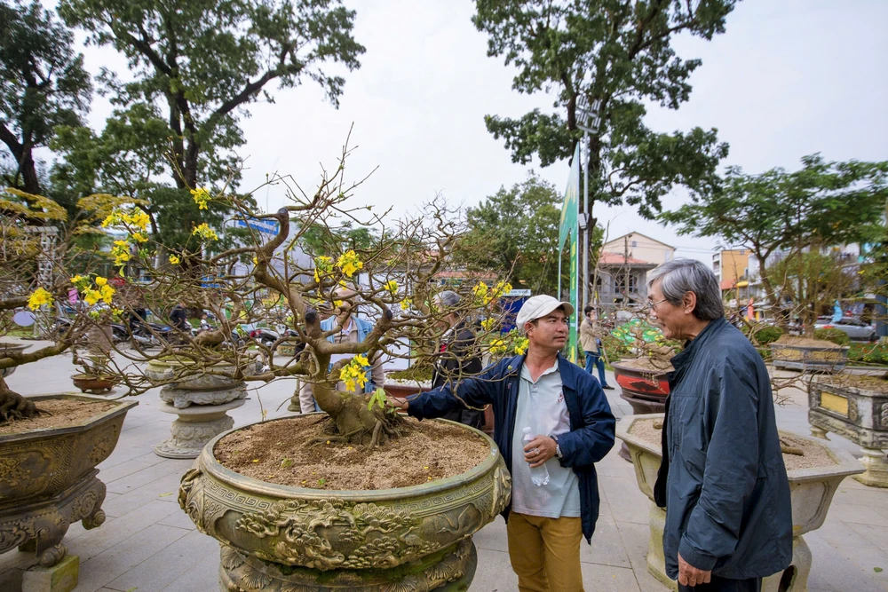 hang-tram-goc-hoang-mai-khoe-sac-ben-dong-huong (14).jpg