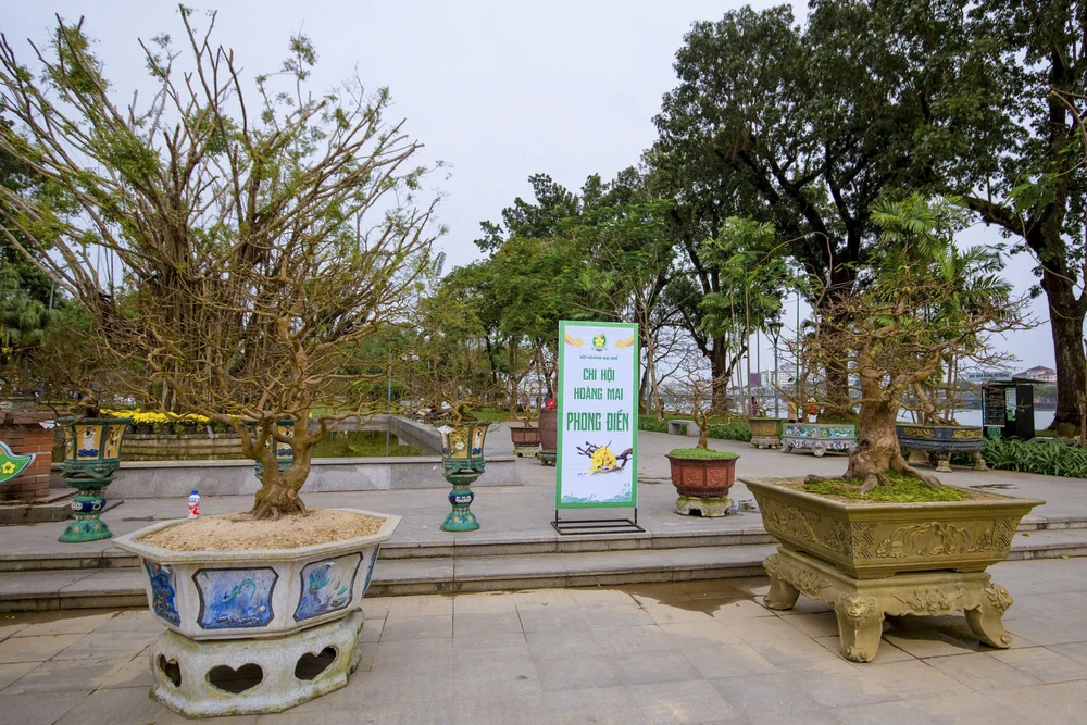 hang-tram-goc-hoang-mai-khoe-sac-ben-dong-huong (18).jpg