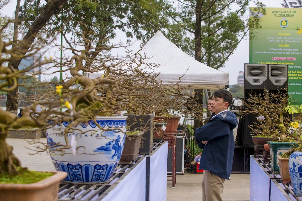 hang-tram-goc-hoang-mai-khoe-sac-ben-dong-huong (21).jpg