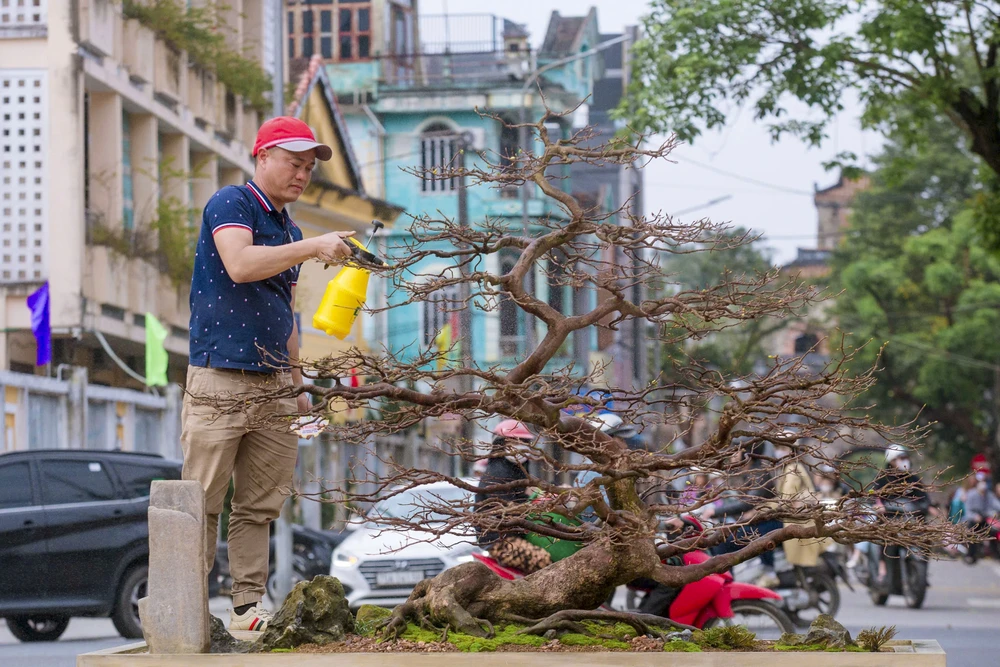 hang-tram-goc-hoang-mai-khoe-sac-ben-dong-huong (22).jpg