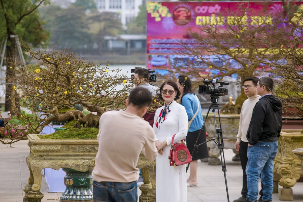 hoàng mai khoe sắc