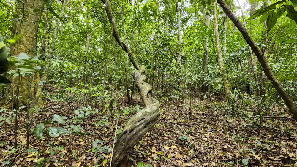 chum-anh-rung-nguyen-sinh-duy-nhat-giua-dong-bang-quang-tri (15).jpg