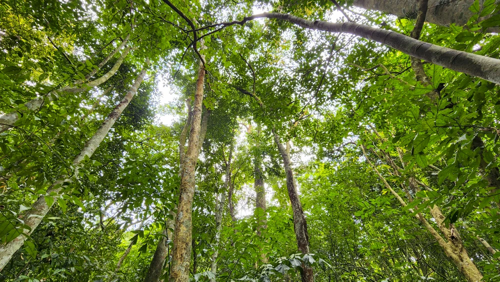 chum-anh-rung-nguyen-sinh-duy-nhat-giua-dong-bang-quang-tri (16).jpg