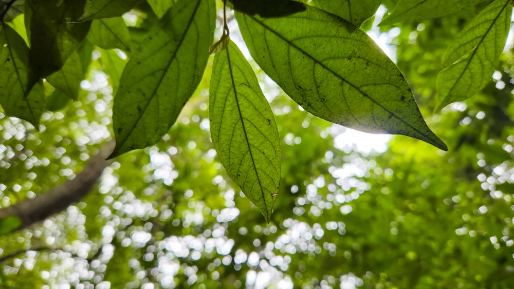 rừng nguyên sinh rú lịnh