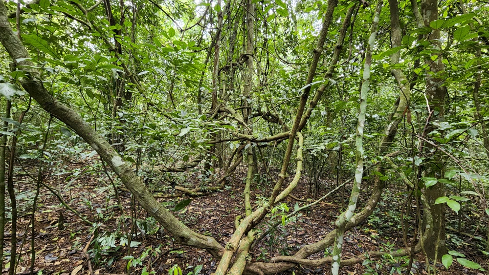 chum-anh-rung-nguyen-sinh-duy-nhat-giua-dong-bang-quang-tri (2).jpg