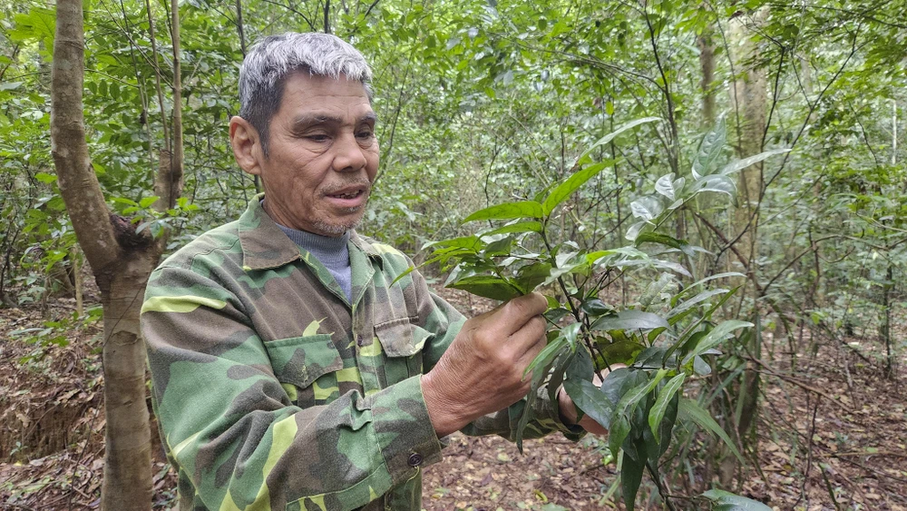 chum-anh-rung-nguyen-sinh-duy-nhat-giua-dong-bang-quang-tri (3).jpg