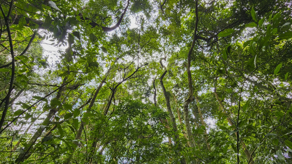 chum-anh-rung-nguyen-sinh-duy-nhat-giua-dong-bang-quang-tri (7).jpg