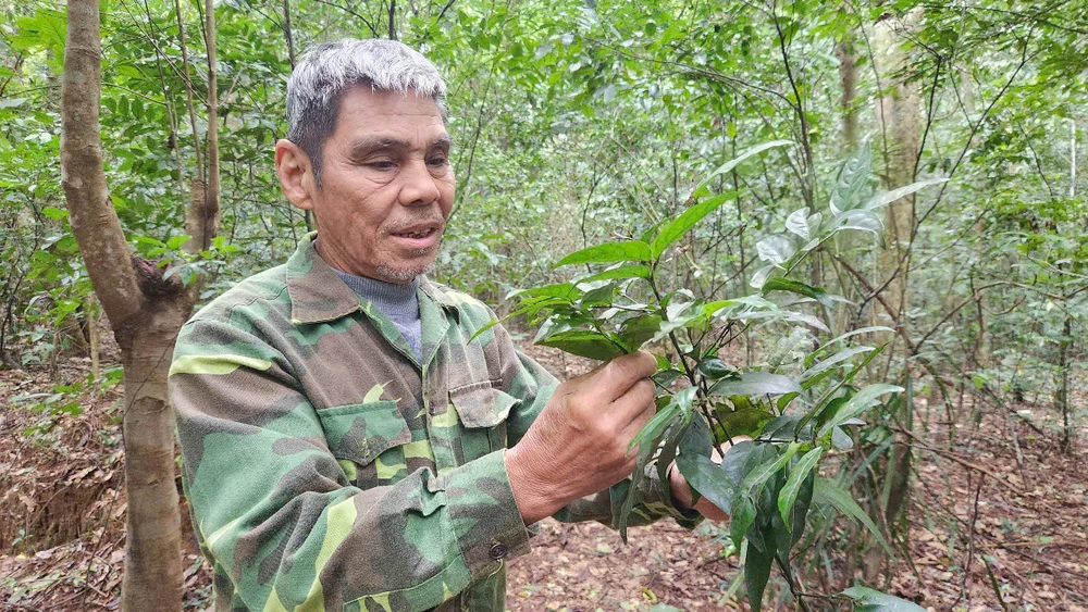 chuyen-ve-cu-ong-70-tuoi-duoc-dat-ten-cho-1-loai-cay (15).jpg