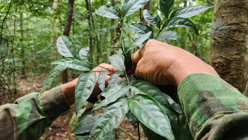 chuyen-ve-cu-ong-70-tuoi-duoc-dat-ten-cho-1-loai-cay (2).jpg