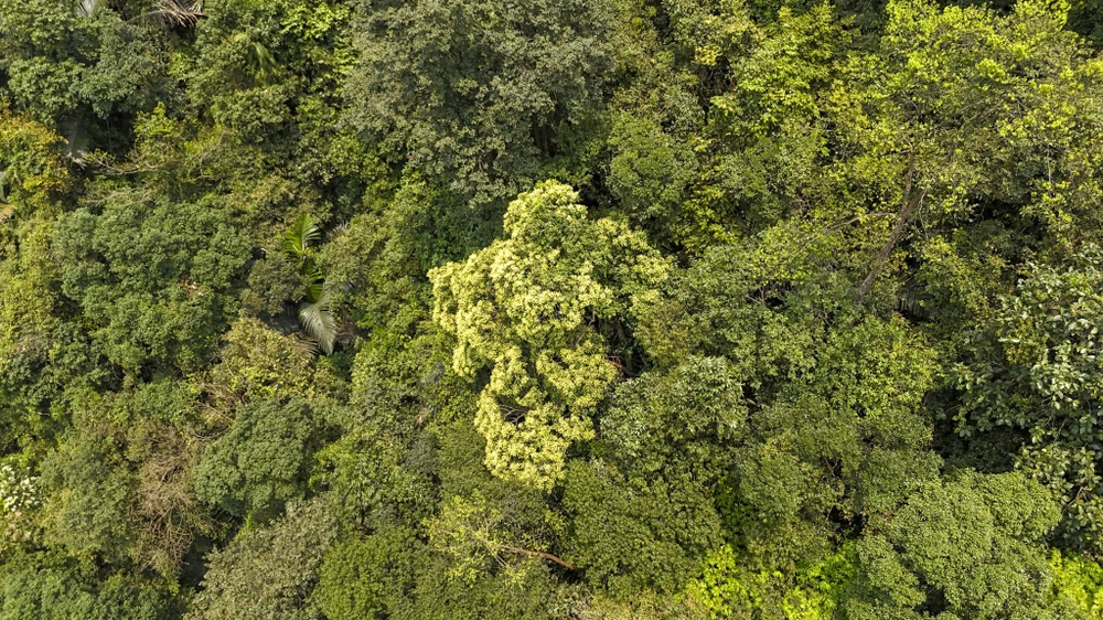 rừng mai cổ thụ