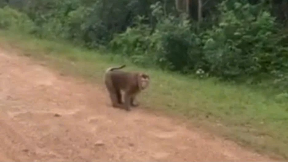 Bị khỉ tấn công