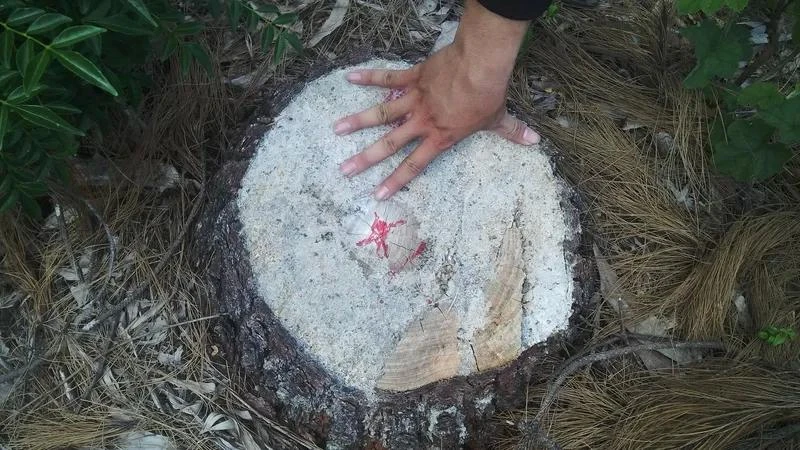 rừng phòng hộ ven biển