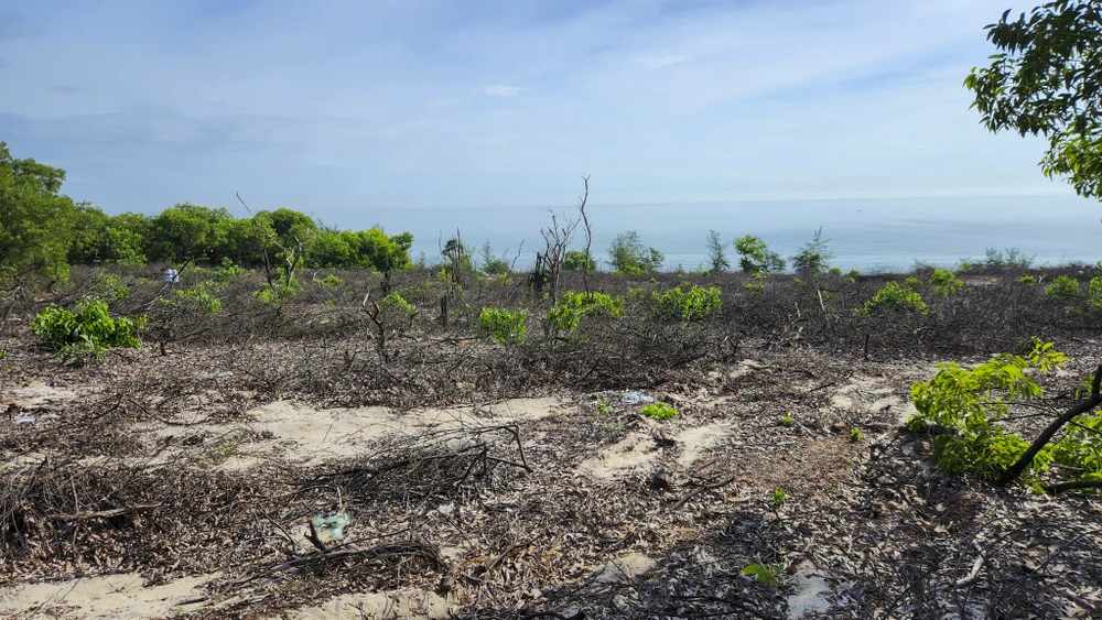 rừng phòng hộ ven biển