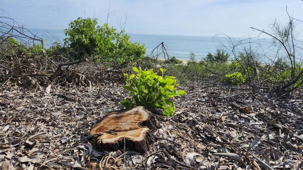 rừng phòng hộ ven biển