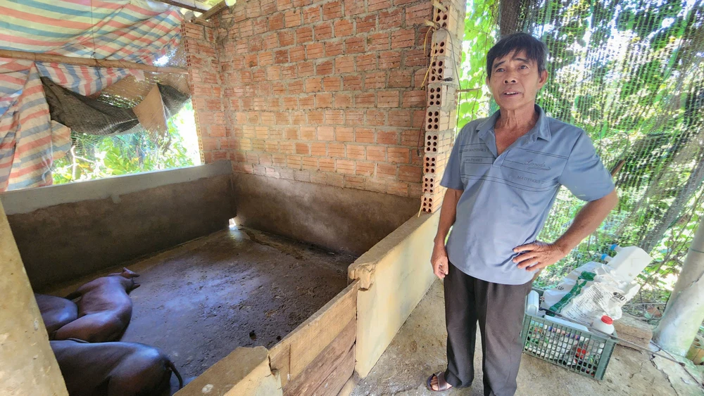 Hàng trăm con lợn chết, người dân miền núi Huế 'khóc ròng' vì thua lỗ