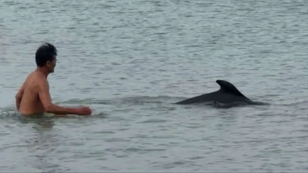 Cá heo xuất hiện