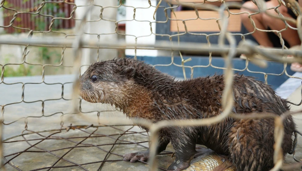 phat-hien-loai-rai-ca-nho-nhat-the-gioi-trong-lu-bat-ca (2).jpg