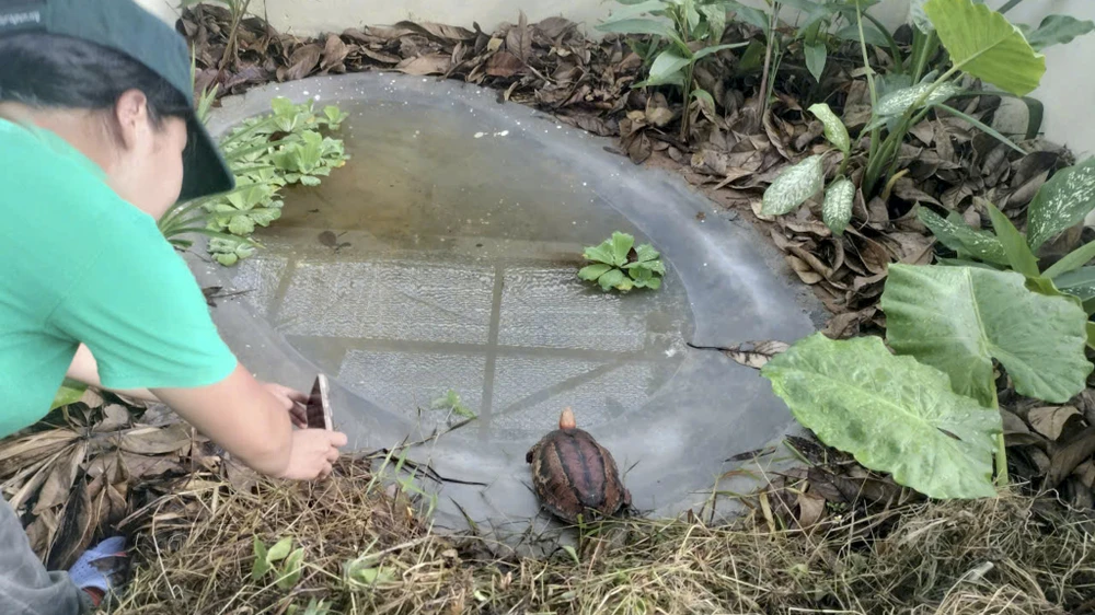 ga-loi-trang (1).jpg